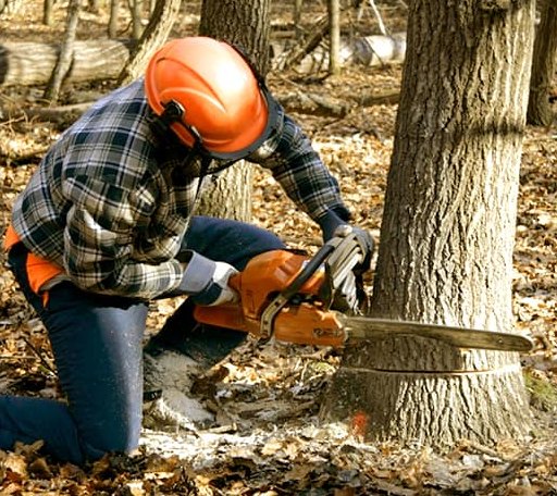 Tree Removal in Lake Creek, TX
